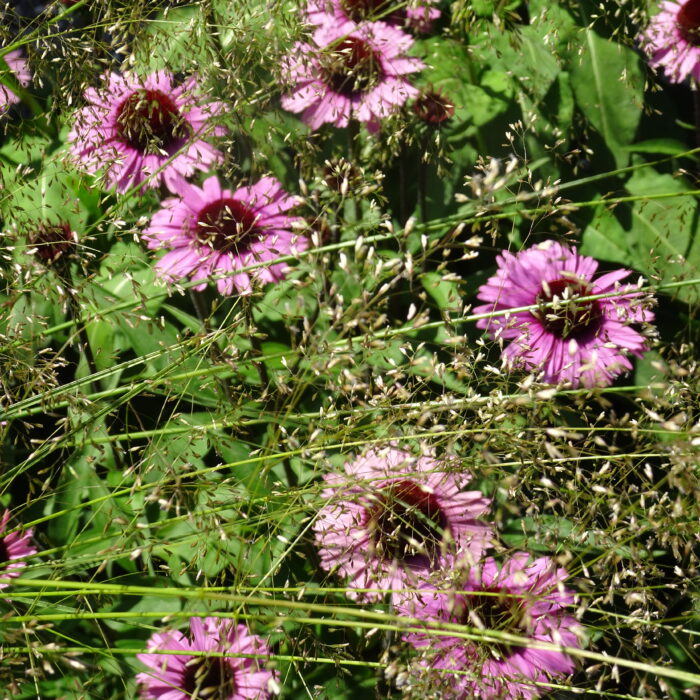 DSC02850